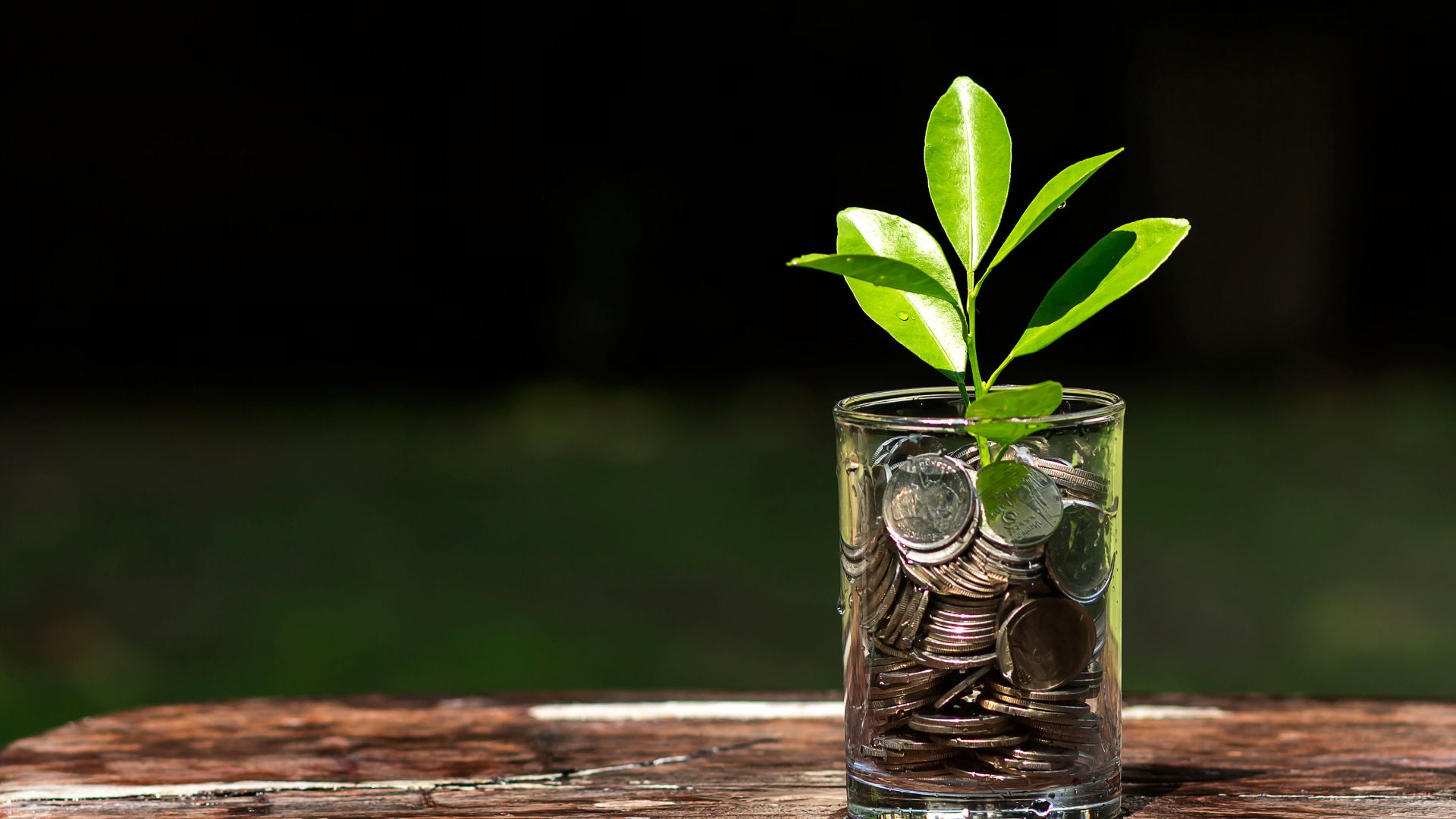 Rising Stars Fund